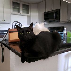 Meet your Posher, Isabell